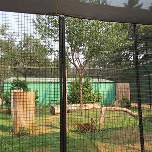 Amur Leopard Exhibit