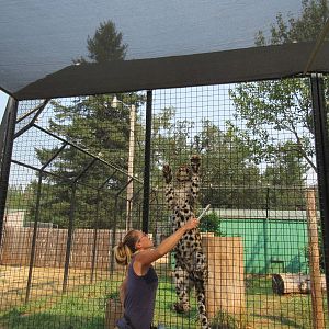 Amur Leopard Exhibit