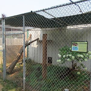 Geoffrey's Cat Exhibit