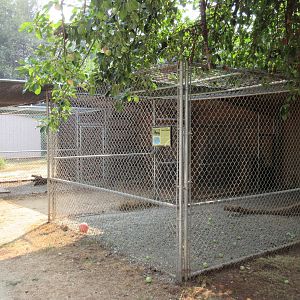 Black African Leopard Exhibit (holding cage)