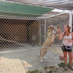 White Tiger Exhibit #3