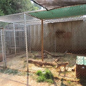 African Wildcat Exhibit (a cloned specimen)