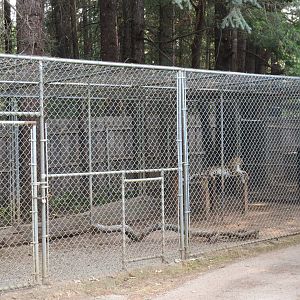 Amur Leopard Exhibit