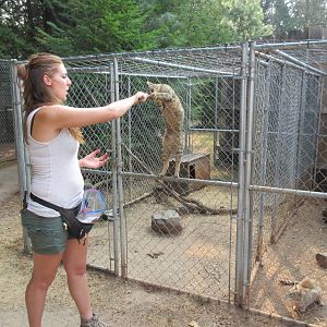 African Wildcat Exhibit
