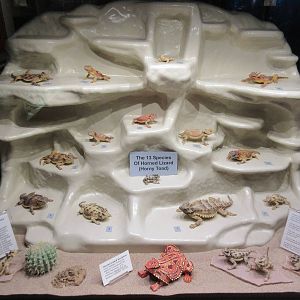 Texas Horned Lizards - all 13 species