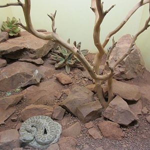 Midget Faded Rattlesnake Exhibit