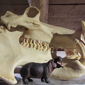 Nile Hippo Skull