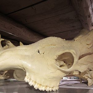 Giraffe Skull