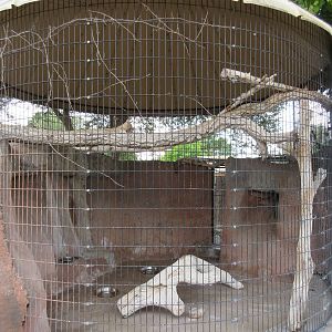 Grey Fox Exhibit