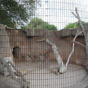 North American Porcupine Exhibit