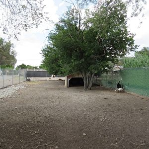 Reeve's Muntjac/Wild Turkey Exhibit