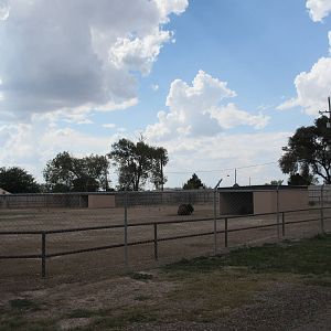 American Bison Exhibit
