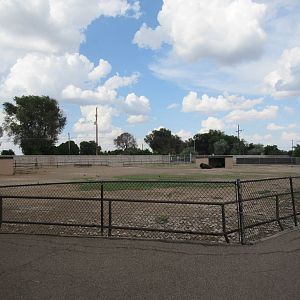 American Bison Exhibit