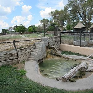 Turtle Exhibit (assorted local species)
