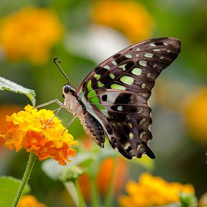 Tailed jay : Whipsnade : 29 May 2015