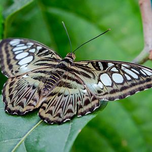 Blue clipper : Whipsnade : 29 May 2015
