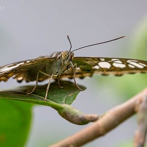 Blue clipper : Whipsnade : 29 May 2015