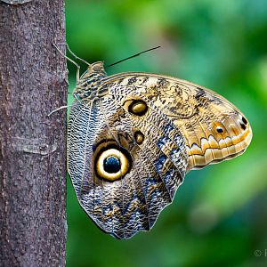 Owl butterfly : Whipsnade : 29 May 2015