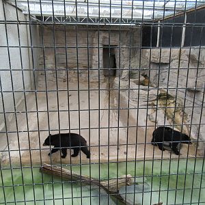 American Black Bear Exhibit - with badly pacing bears