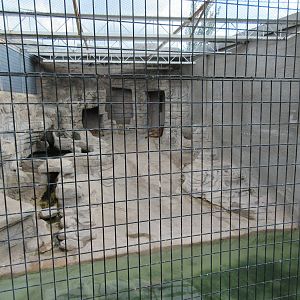 Cougar Exhibit (two cats and very little land)