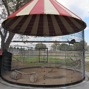 Black Vulture Exhibit
