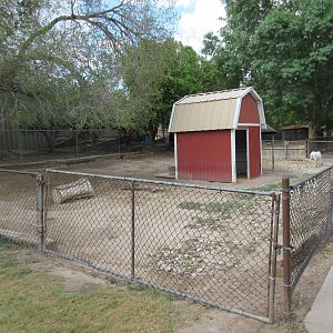 Domestic Goat Exhibit