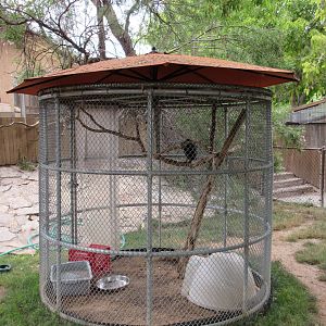American Crow Exhibit