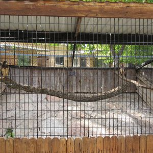 Red-Tailed Hawk/Swainson's Hawk Exhibit