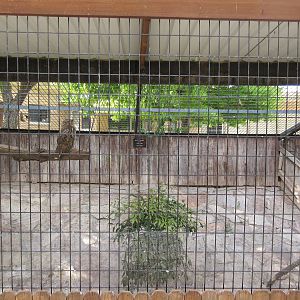 Great Horned Owl Exhibit