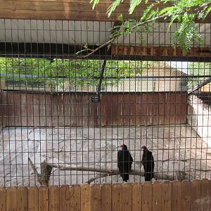 Turkey Vulture Exhibit