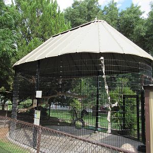 Ring-Tailed Lemur Exhibit