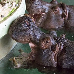 Common hippopotamus : Whipsnade : 12 Jun 2015