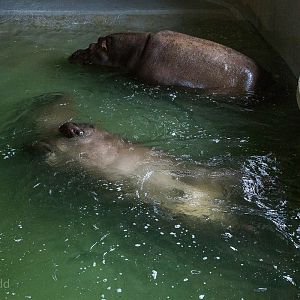 Common hippopotamus : Whipsnade : 12 Jun 2015