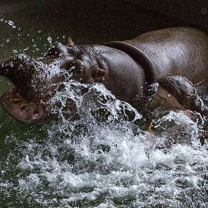 Common hippopotamus : Whipsnade : 12 Jun 2015