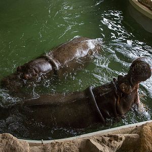 Common hippopotamus : Whipsnade : 12 Jun 2015