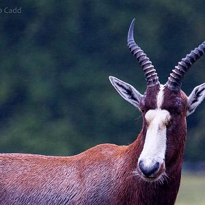 Blesbok : Whipsnade : 26 Jul 2015