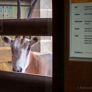 Scimitar-horned oryx : Whipsnade : 26 Jul 2015