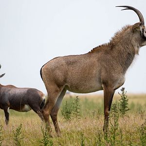 Roan antelope : Whipsnade : 26 Jul 2015