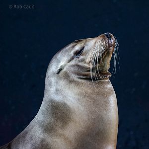 California sea lion : Whipsnade : 26 Jul 2015