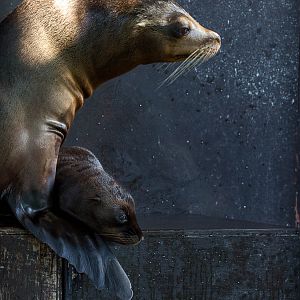 California sea lion : Whipsnade : 02 Aug 2015