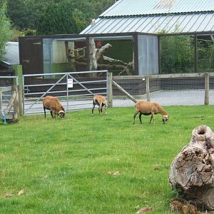 Cameroon Sheep