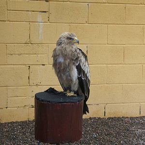 Indian Tawny Eagle