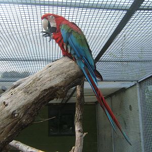 Green-winged Macaw