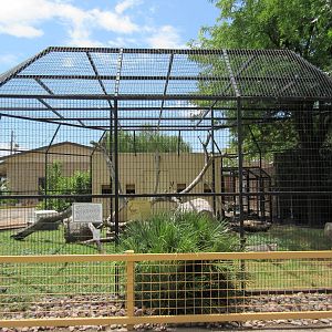 Ring-Tailed Lemur/Reeve's Muntjac/African Spurred Tortoise Exhibit