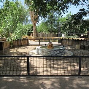 African Spurred Tortoise Exhibit