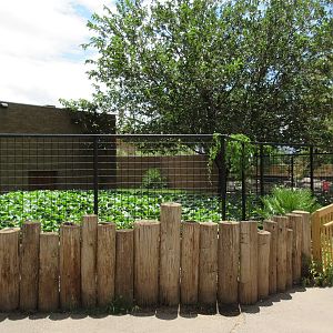 American Alligator Exhibit