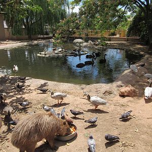 Capybara/Waterfowl Exhibit