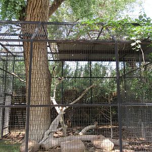 Red-Tailed Hawk Exhibit