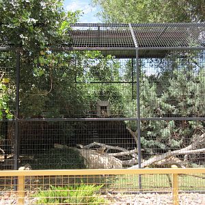 Barn Owl Exhibit
