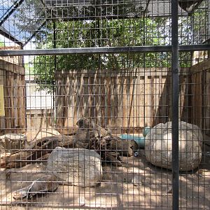 American Badger Exhibit